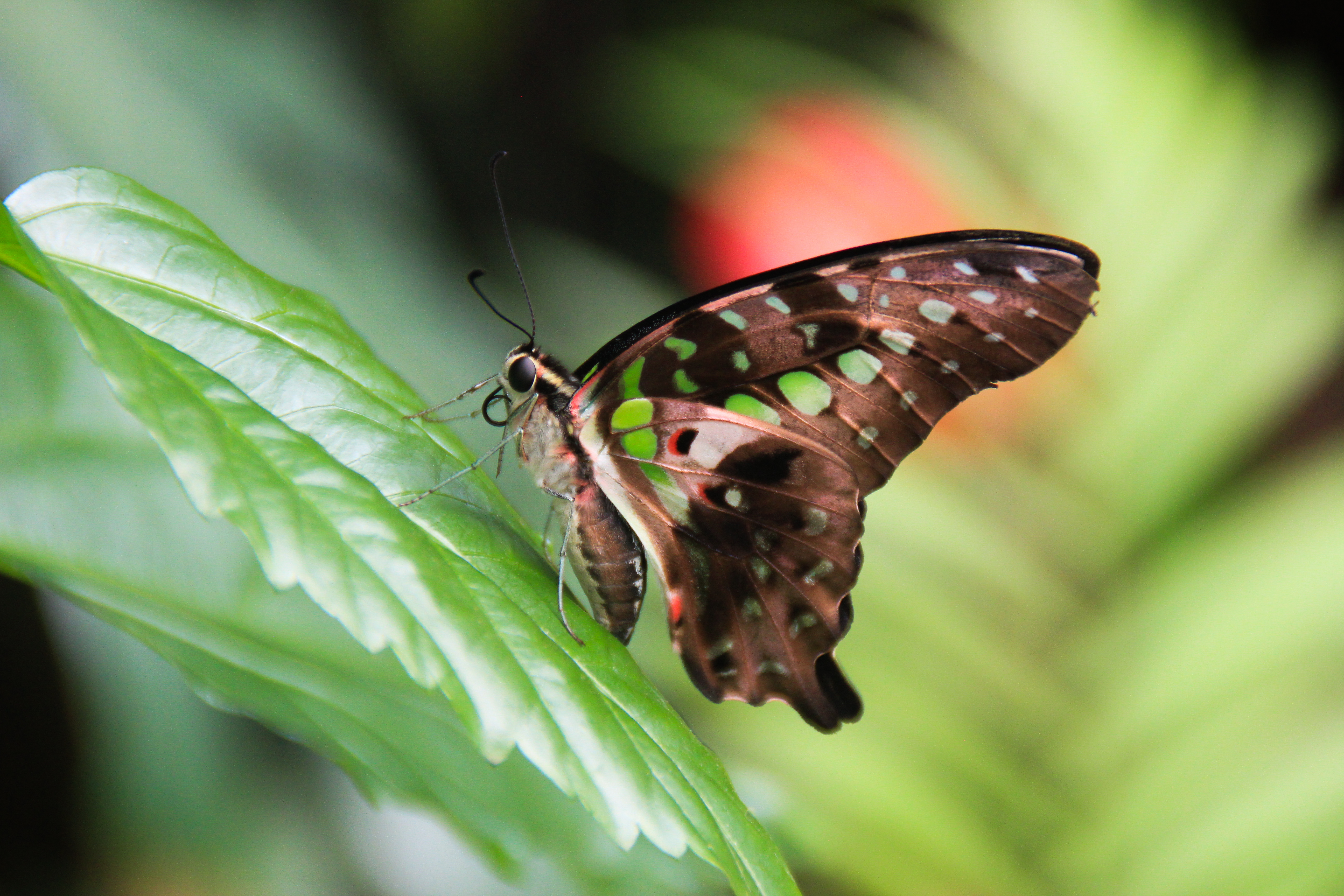 Sweet green butterfly